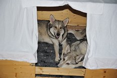 DSC_8879 55. Tag - Shaya und Nisha teilen sich die Wurfkiste :)