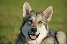 DSC_8927 56. Tag - ich nutze die Abendsonne, um ein paar Photos auf der Wiese zu machen! Shaya im Portrait.