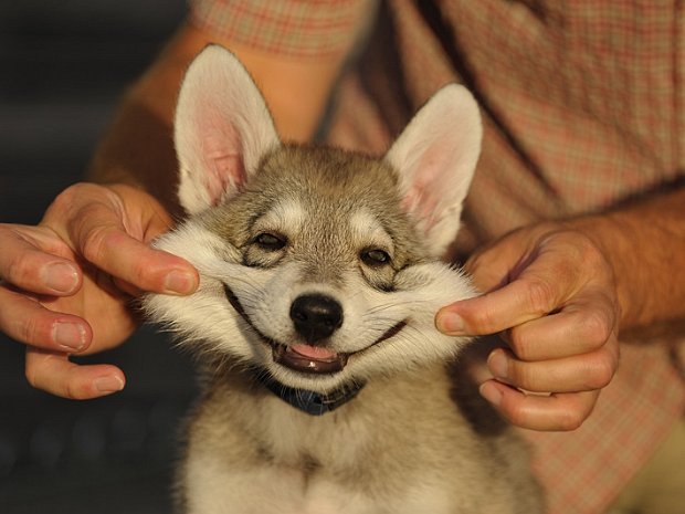15-08-2012 Das Karussell und Einzelportraits Die Welpen sind nun gut 7 Wochen alt und alle haben nun ihren Namen.
