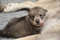 DSC_0254 Yasha