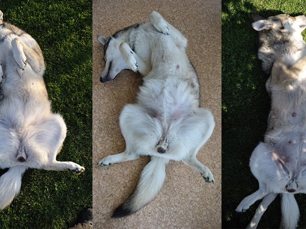 Trächtigkeit und Geburt