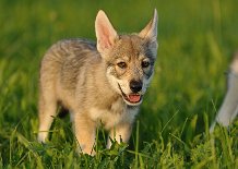 DSC_7186_8_Wochen 8 Wochen