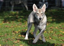 DSC_1202_17_Wochen 17 Wochen alt