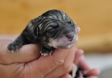 DSC_9246_Geburt kurz nach der Geburt