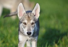 DSC_9806_13_Wochen 13 Wochen alt