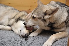 DSC_9967 Oma Nisha kümmert sich nicht nur liebevoll um ihre Enkel, sondern auch um ihre Töchter :) .