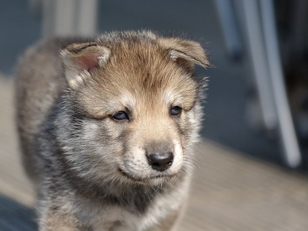 01-06-2014 Hühnerflügel und Einzelportraits 31. Mai und 1. Juni 2014: Der 33. und 34. Lebenstag - lecker Hühnerflügel und Photos in der Morgensonne sowie...