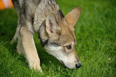 DSC_4447_16_Wochen 16 Wochen alt