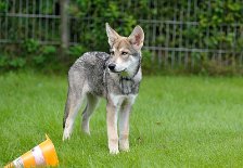 DSC_4505_16_Wochen 16 Wochen alt