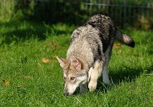 DSC_4796_16_Wochen 16 Wochen alt
