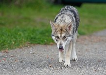 DSC_4977_20_Wochen 20 Wochen alt