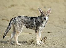 DSC_3427_16_Wochen 16 Wochen alt