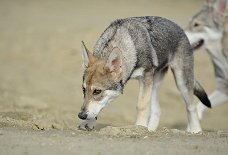 DSC_3602_16_Wochen 16 Wochen alt