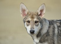 DSC_3607_16_Wochen 16 Wochen alt