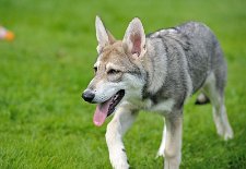 DSC_4524_16_Wochen 16 Wochen alt