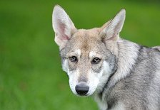 DSC_4673_16_Wochen 16 Wochen alt