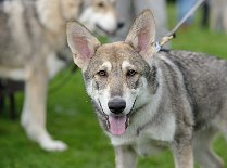 DSC_5259_20_Wochen 20 Wochen alt