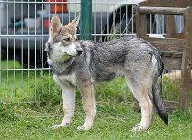 DSC_4753_16_Wochen 16 Wochen alt
