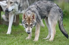 DSC_4770_16_Wochen 16 Wochen alt