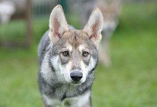DSC_4773_16_Wochen 16 Wochen alt