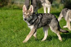 DSC_4788_16_Wochen 16 Wochen alt