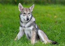 DSC_4559_16_Wochen 16 Wochen alt