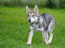 DSC_4573_16_Wochen 16 Wochen alt