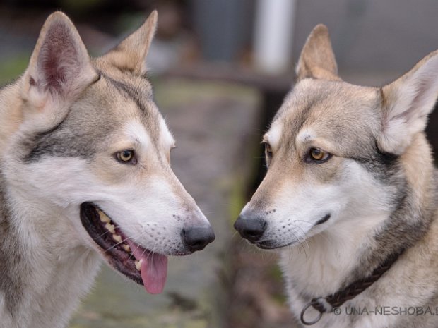 12-01-2018 Erster Versuch mit Enya und Gino In der Woche vom 6.-13. Januar 2018 waren wir in den Niederlanden um Enya und Gino miteinander zu verpaaren, in der...