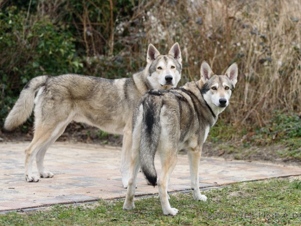 28-02-2019 Das Liebespaar Enya und Gino In der Woche vom 23. Februar - 03. März 2019 waren wir wieder in den Niederlanden um Enya und Gino nochmal eine Chance...
