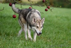 DSC_0831_1_Jahr_4_Monate 1 Jahr 4 Monate alt