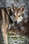 DSC_2095_1_Jahr_11_Monate kmapp 2 Jahre alt