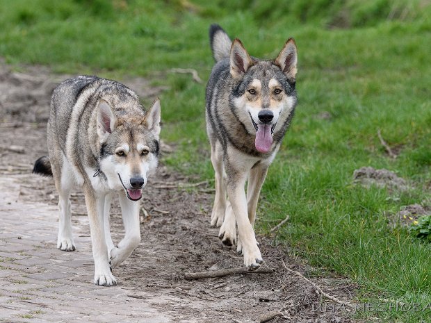 19-03-2020 Das Liebespaar Wolfgang und Enya