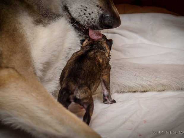 Trächtigkeit und Geburt