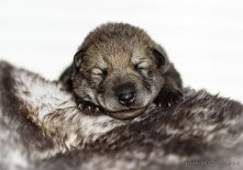 DSC_0262_7_Tage 1 Woche alt