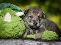 DSC_0894_23_Tage 3 Wochen alt