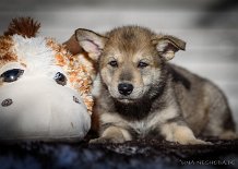 DSC_2102_36_Tage 5 Wochen alt