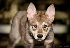 DSC_3721_45_Tage 6,5 Wochen alt