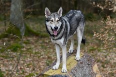 DSC_2139_2_Jahre 2 Jahre alt