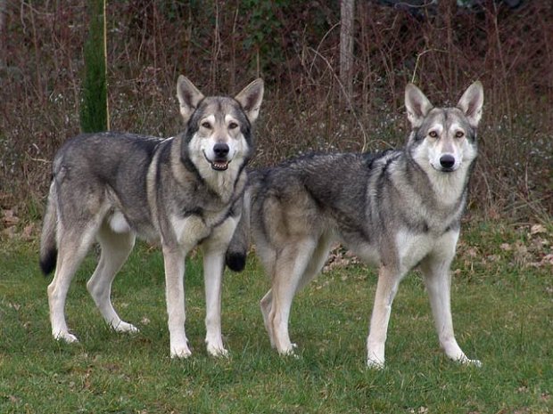 A-Wurf Nisha x Tunka: Am 19. April 2007 wurden 5 Saarloos Welpen geboren, alle wolfsgrau, 2 Rüden und 3 Hündinnen.