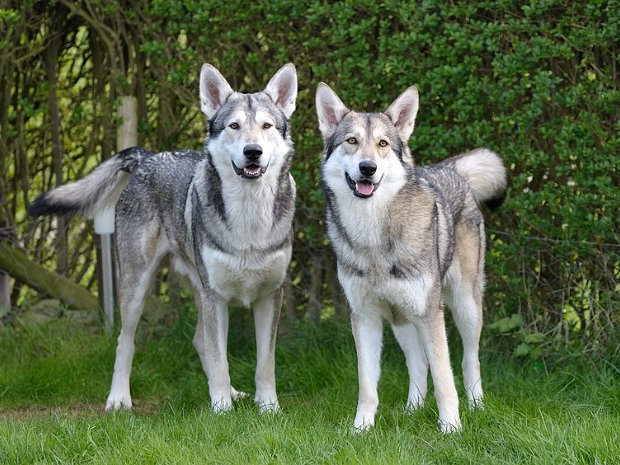 D-Wurf Shaya x Wizo: Am 24. Juni 2012 wurden 5 Welpen geboren, alle wolfsgrau, 1 Hündin und 4 Rüden.