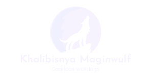 Saarlooswolfhond Kennel Khalibisnya Maginwulf