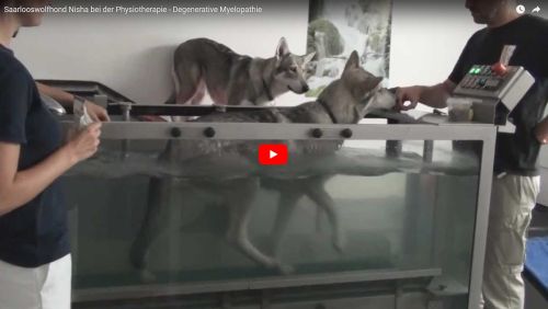 Saarlooswolfhond und Degenerative Myelopathie bei Physiotherapie