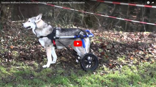 Saarlooswolfhond mit Degenerative Myelopathie im Hunderollwagen