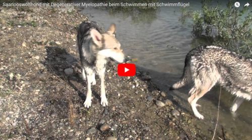 Saarloos Wolfhond mit Degenerativer Myelopathie schwimmt mit Schwimmflügel