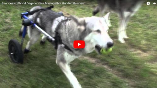 Saarloos Wolfhond mit Degenerativer Myelopathie Spaziergang im Hunderollwagen