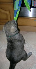 20040104_Geschirrtuch