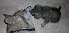20040104_Nisha_Tilla
