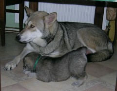 20040104_Nisha_Tilla2
