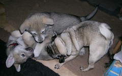 20040117_Luna_Nisha_Bonnie2