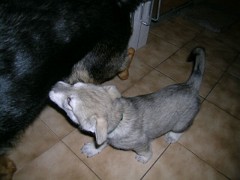 20040117_Nisha_nuckelt_bei_Yuma